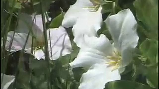 TRILLIUM AT THE COTTAGE смотреть онлайн