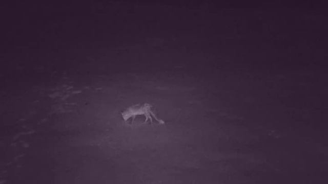 Suntek HC-810M fox смотреть онлайн