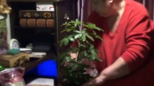 Шеффлера. Как Ухаживать За Шеффлерой. секреты Пересадки и Содержания в комнате для Шеффлер