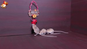 Видео для кошек про крысок развлекать питомцев 🐭🐀😂 32