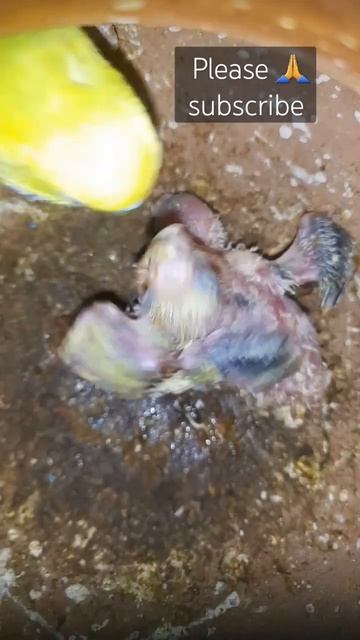 Heartwarming Sight: Lovebird Mom Nurturing Her Cute Chicks!