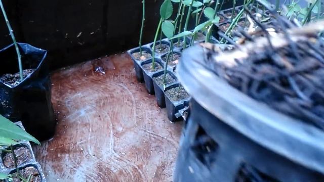 Anggrek oncidium mini golden oriolea смотреть онлайн