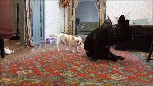 Когда дома одни))