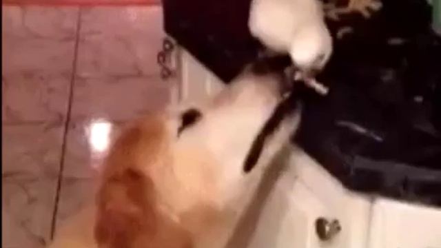 Очень смешные животные!!!(2)