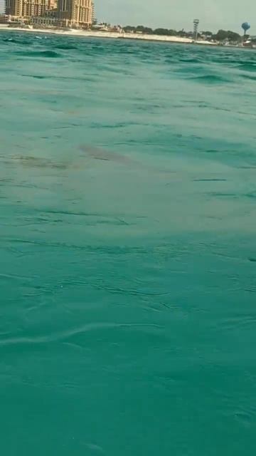 it swam right up to me! #jetski #ocean #viral #funnyvideo #outdoors смотреть онлайн