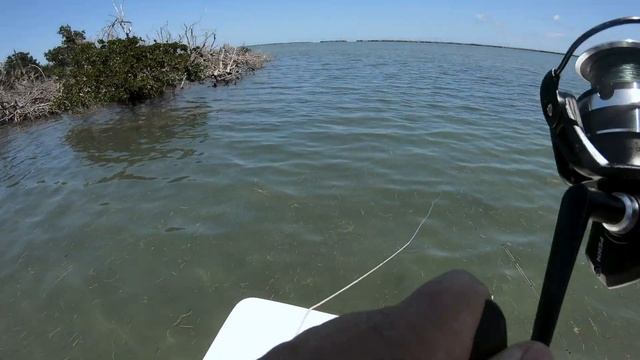 STINGRAY - Cuda - Snapper - May 04, 2020 смотреть онлайн