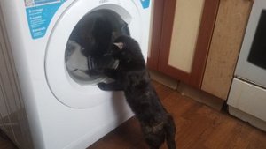 Туся смотрит на стиральную машинку