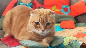 Кошка Тима не смогла отвлечь кота Стёпу от охоты на вкусняшку