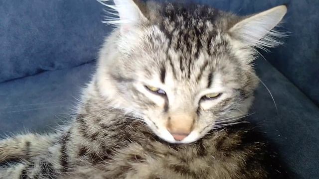 У КотоПса банные процедуры