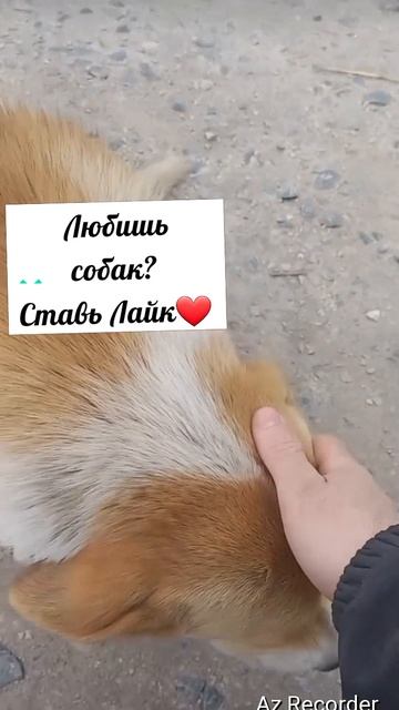 #рекомендации #foryou #addamsfamily #семейкааддамс #dog #собачка #найденыш