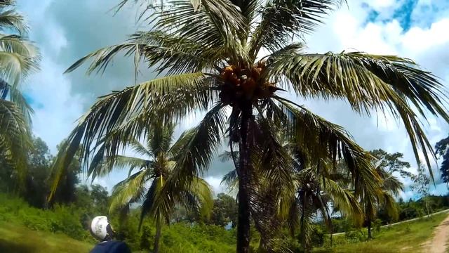 Добыча кокосов. Покусали муравьи) смотреть онлайн