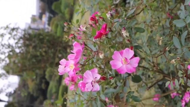 ラベンダードリーム　Lavender Dream смотреть онлайн