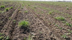 Подкормка сеялкой рапса 08 04 2019