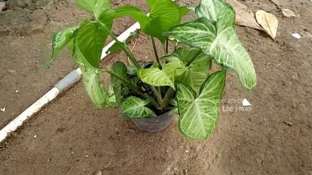 Tanaman Hias SYNGONIUM @ChanLieHaay