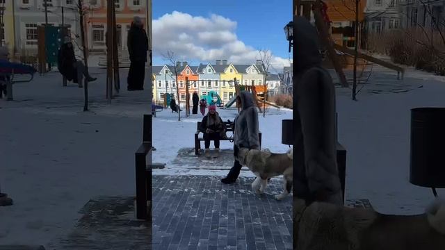 Размышление Оскара🤫#кинолог #дрессировка #собаки #дрессировкасобак #воспитаниесобак #обучение