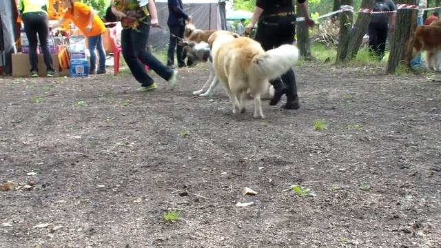 HDV 0913 смотреть онлайн