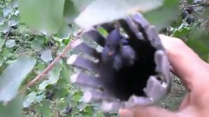 Лайфхак-стакан для сбора ягоды.