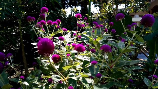 TEH BUNGA KENOP (GOMPHRENA GLOBOSA)☕ смотреть онлайн
