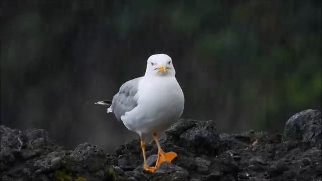 Спокойная мелодия и великолепные кадры нашей РУССКОЙ природы