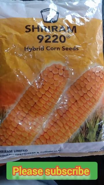 shriram 9220 corn seeds।maize farming। #kisan #agriculture #shriramseeds #shortvideo #youtubeshorts