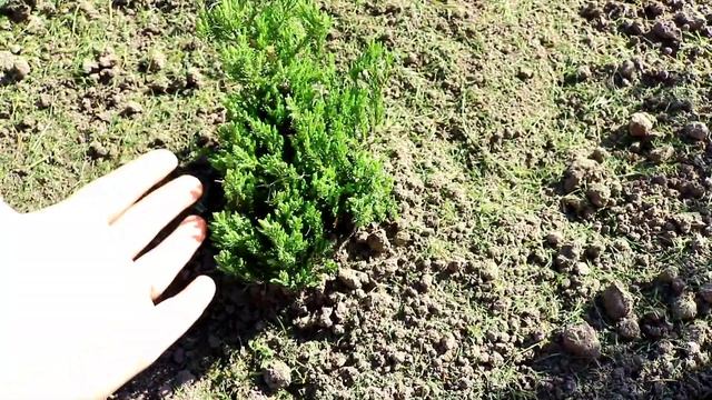 50 СОРТОВ МОЖЖЕВЕЛЬНИКА В КОЛЛЕКЦИИ 🌲МОЖЖЕВЕЛОВОГО САДА🌲. 3.05.2024г. БЕЛАРУСЬ, ГОМЕЛЬСКАЯ ОБЛАСТЬ смотреть онлайн