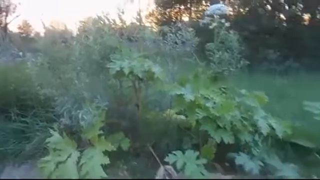 Вечерняя прогулка с Озоном 1 часть