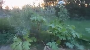 Вечерняя прогулка с Озоном 1 часть