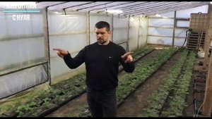 Опыление клубники в теплице