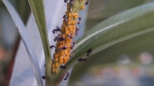 Тля vs божья коровка. Кто кого?