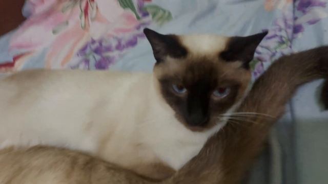 Тайский(Старосиамский) кот Шурик и его дочка Чиппалино. смотреть онлайн