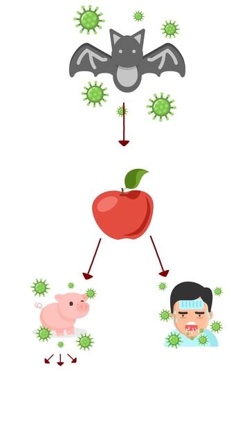 how does nipah virus outbreak spread from bats to Human | nipah virus transmission 2023 #nipah