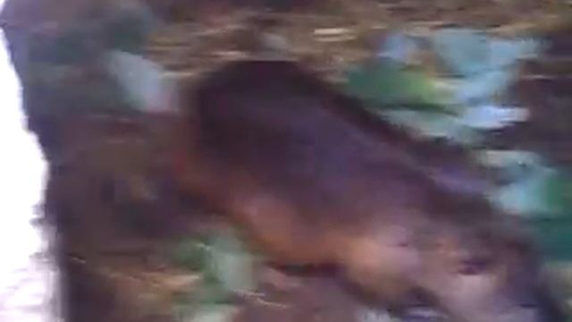 Бобри смотреть онлайн