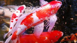 РР4 Ахтуба Медное Море- Где клюёт? (99 серия)