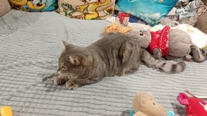 деревенский кот живет в деревне, жизнь в деревне, деревенские будни