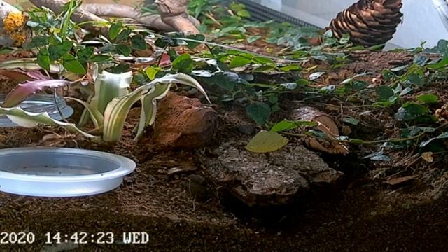 Neoponera apicalis | Männchen trifft Arbeiterin смотреть онлайн