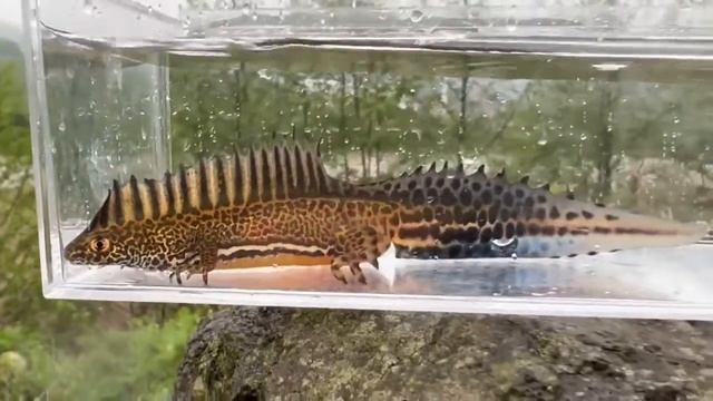 ommatotriton ophryticus - the northern banded newt, смотреть онлайн