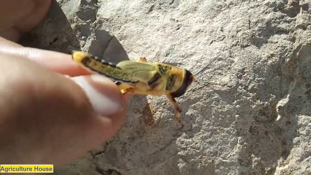 4th Instar Desert Locust Nymphs смотреть онлайн