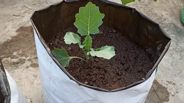 खेत जैसी गाँठ-गोभी घर पर उगाना सीखे || How to grow Knol-khol/kholrabi - Beginner's guide смотреть онлайн