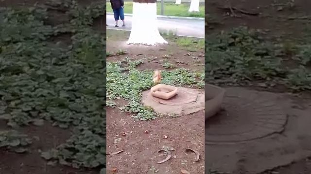 Леди в пушистом. Встреча с белкой. Белочкой фотомоделью.