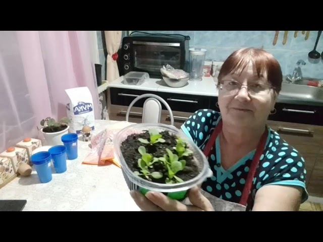 Чуфа земляной миндаль//Вспомнила //Пикировка//