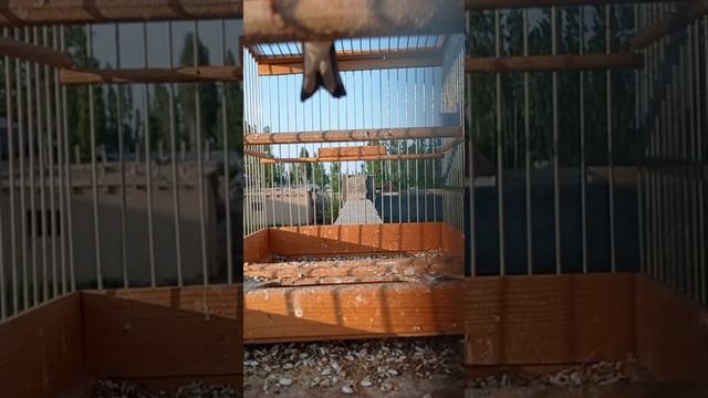 пение щегол смотреть онлайн