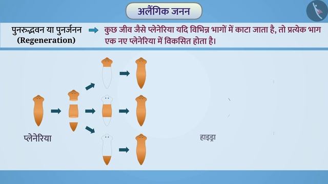 अलैंगिक जनन के प्रकार|Part 1/1|Types of Asexual Reproduction|Hindi|Class 10