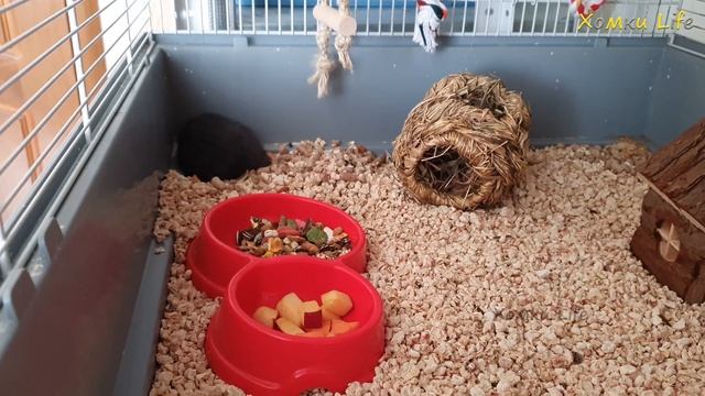 Знакомьтесь хомяченок Рексик 🐾💗