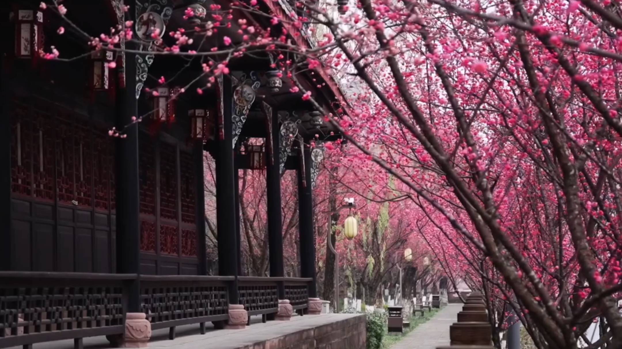 🌸 | Цветение сливы в Чэнду.