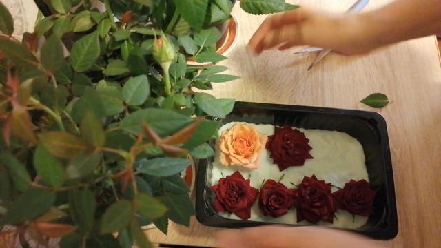 Сушим сухоцветы в силикагеле от ResinArt смотреть онлайн