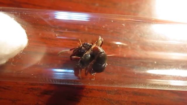 Pachycondyla rufipes - неудачная встреча смотреть онлайн