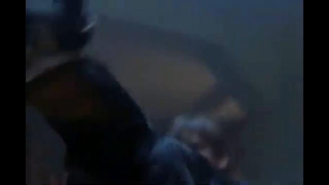 Собачьи бои