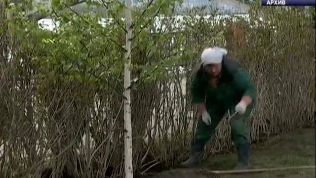 12 тысяч деревьев высадят весной и осенью в Красноярске