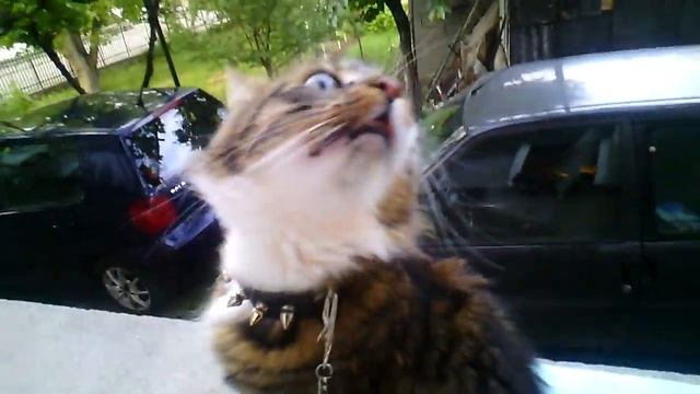 Хаябуса на прозореца смотреть онлайн