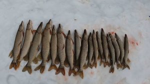 Последний лёд 2025. Щучий жор